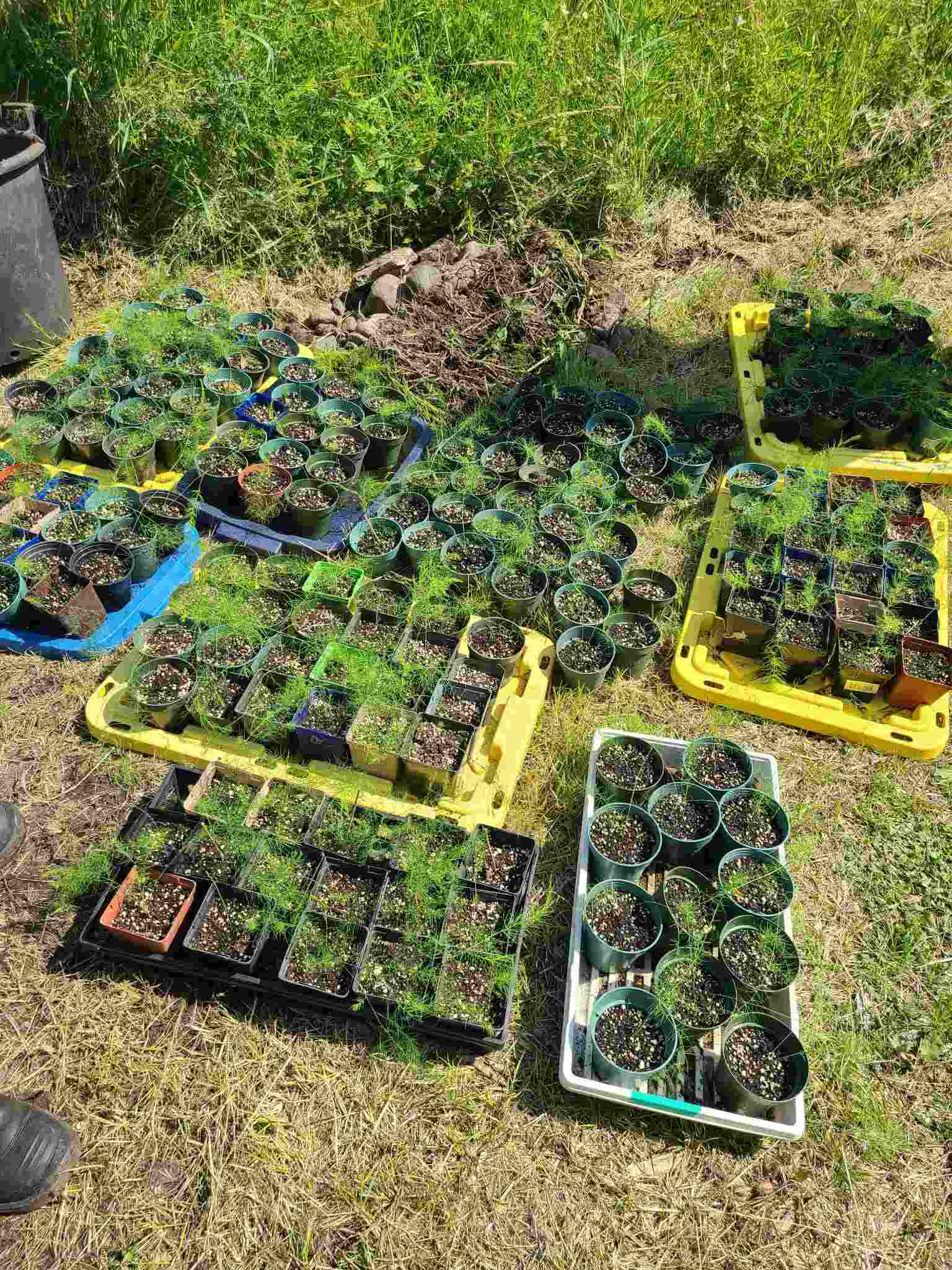 Potted seedlings